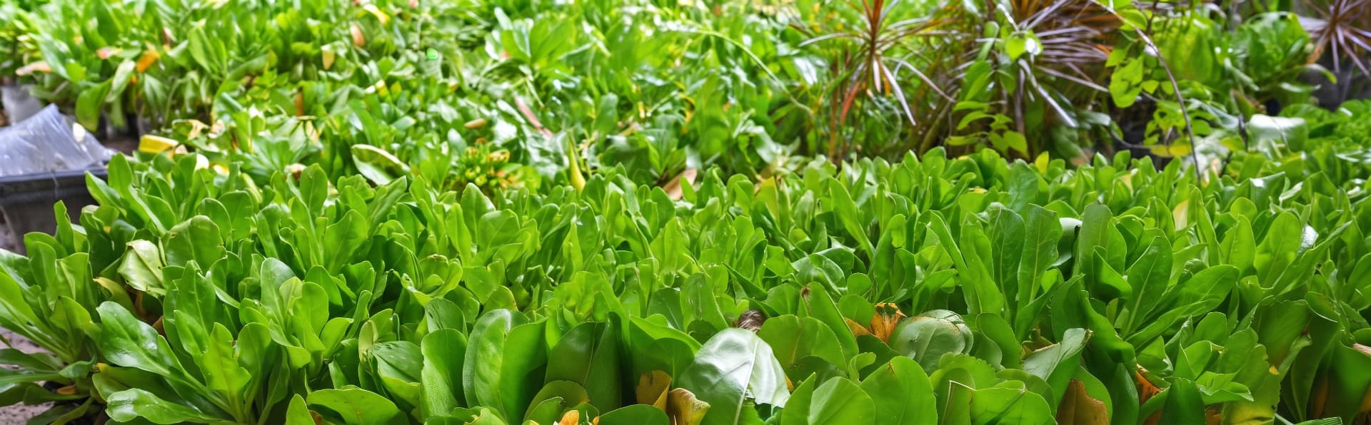 Dense green foliage and crops growing closely together at Fahigovaan's nursery