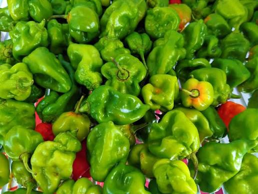 Green Chilli